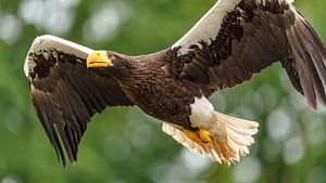 Aigle de mer de Steller en vol.