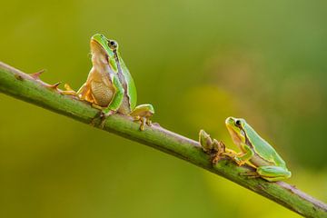 Tree frogs by Bert Beckers