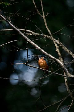 IJsvogel op de uitkijk van Danny Slijfer Natuurfotografie