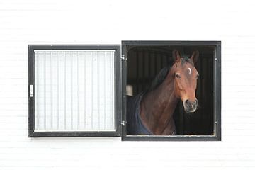 Portrait d'un cheval dans le cadre de l'écurie sur Jacqueline Gerhardt