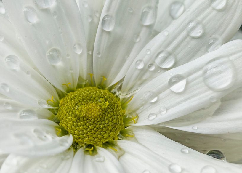 Flowering after a rain shower by Dietmar Wolf