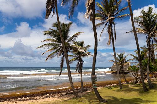 Kust Barbados