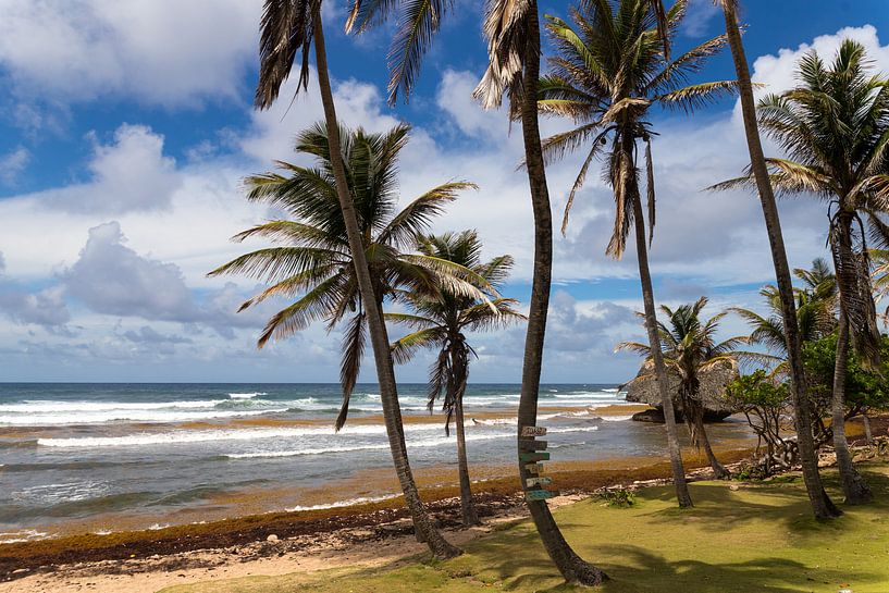 Kust Barbados von Elly Damen