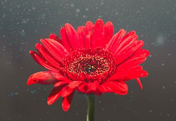 Un gerbera rouge / germini sur WeVaFotografie