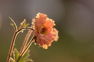 orange Frühlingsblume in der Sonne