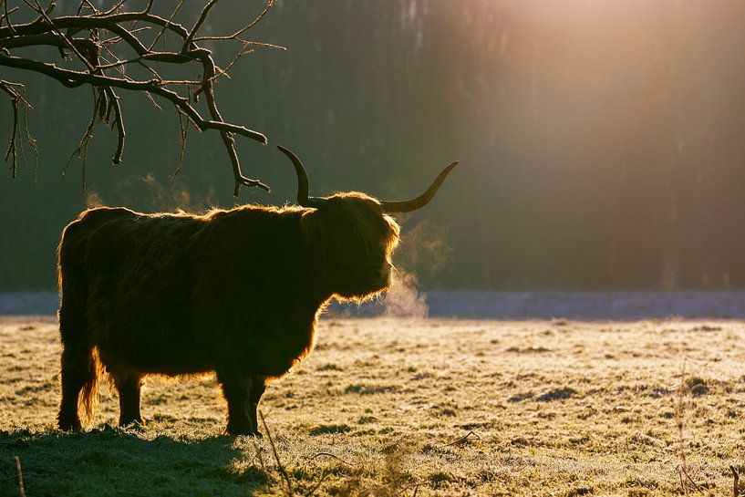 Highlander écossais 5 par Marcel Kieffer