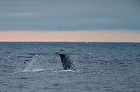 La queue du rorqual bleu par Menno Schaefer Aperçu