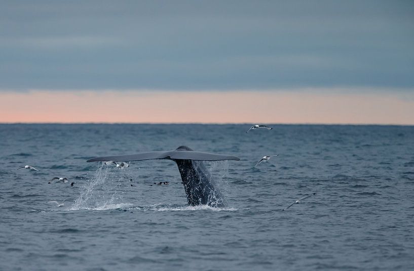 Blue Whale fluke at Spitsbergen. by Menno Schaefer