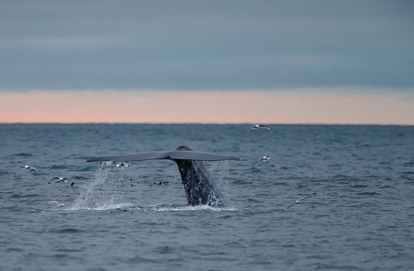 La queue du rorqual bleu par Menno Schaefer