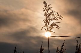 Reed 15 by Johan Vet