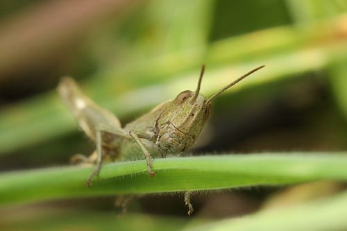 Le cricket dans l'herbe