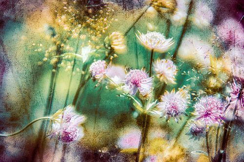 Sterschermen in de zon