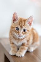 chaton