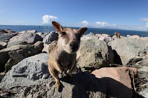 allied rock-wallaby , Petrogale assimilis Magnetic Island in Que