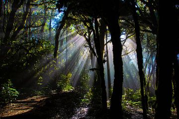 Rays of Light von Natacha Persyn