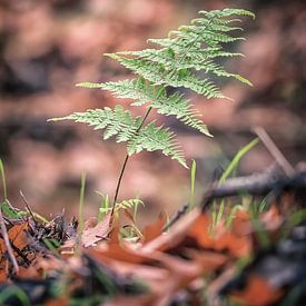 allein und Farbe von Arno Van Hout