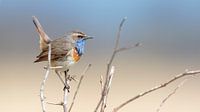 Blauwborst in de lentezon