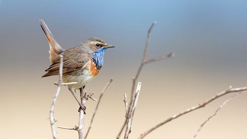 Blauwborst in de lentezon