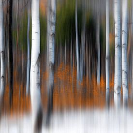 De magie van het bos van Ton Kuijpers