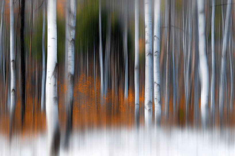 The magic of the forest by Ton Kuijpers