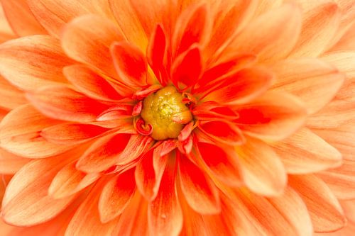 Flower power