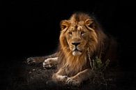 The beast is a powerful maned male lion by Michael Semenov thumbnail