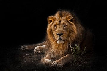 Het beest is een krachtig bemande mannelijke leeuw....
