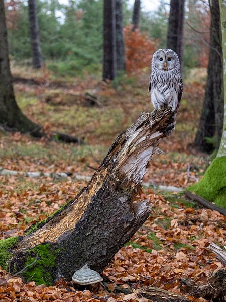 Ural owl on a trunk by Teresa Bauer