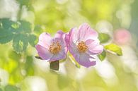 Roze rozen in het groen van Kyle van Bavel thumbnail