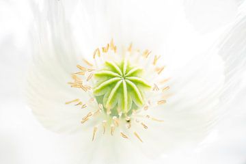 The inside of a Papaver Rhoeas by Danny Budts