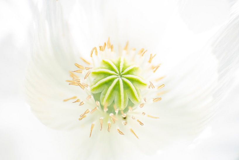 Das Innere eines Papaver Rhoeas von Danny Budts