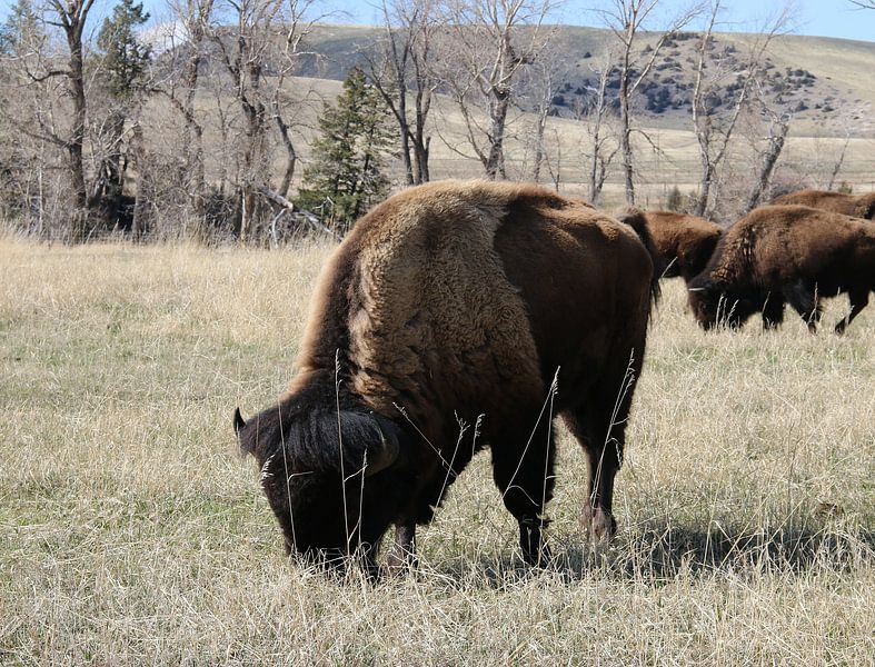 American prairie bison by Matthias Brix