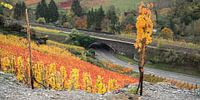 Vigne par Stefan Havadi-Nagy Aperçu