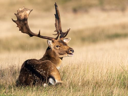 Cerf en AWD