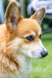 Profile of a thoughtful corgi by David Krause
