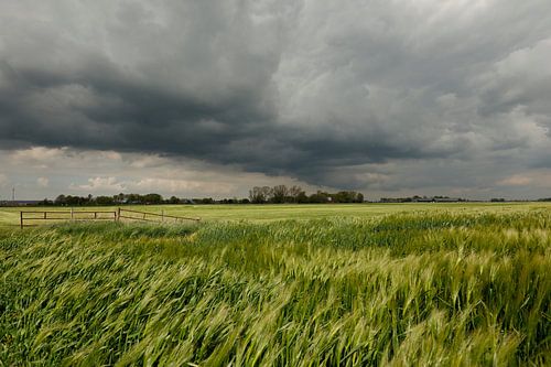 Grain fields with dark clouds