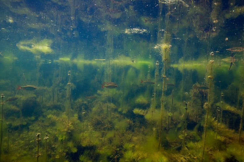 des cafards dans un fossé par Arthur de Bruin