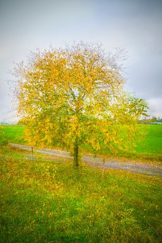 autumn squared 2