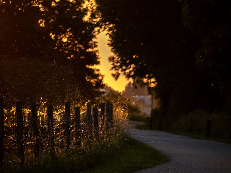 Le chemin vers le soleil d'été par femke aarden