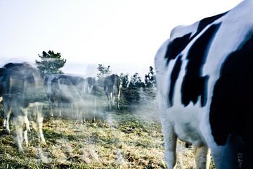 Beweging van de dieren in het Groningse landschap. by Emma Westers