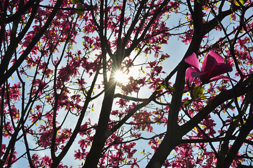 MAGNOLIA'S 1