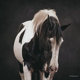 Tinksphotoart Profile picture