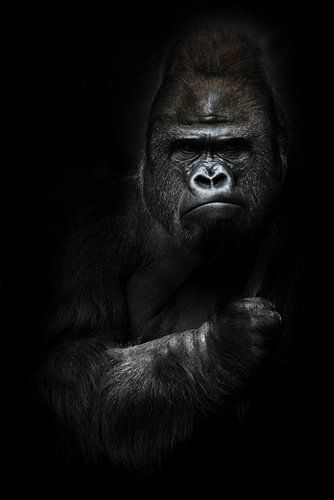powerful dominant male gorilla