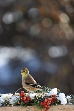 A goldfinch at the garden feeder by Claude Laprise