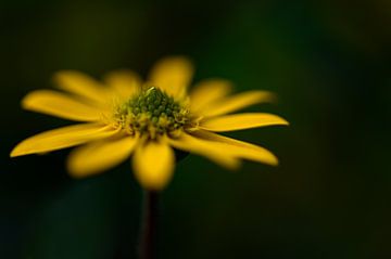 Gele bloem zomer geluk van Pure Details by Linda
