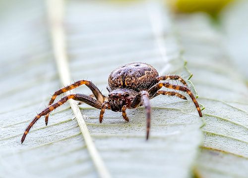 spin, beetje eng von Raymond Schrave