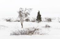 Winter  van Ingrid Van Damme fotografie thumbnail