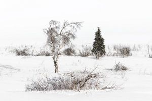 Winter  sur Ingrid Van Damme fotografie