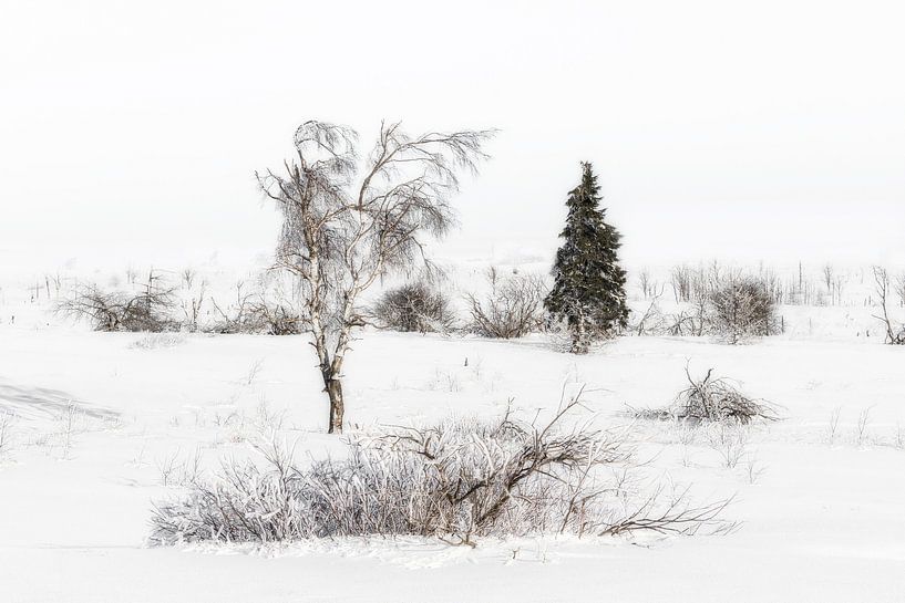 Winter  par Ingrid Van Damme fotografie