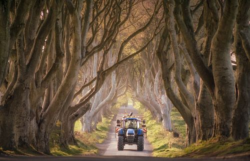 A tractor approaching at the Dark Hedges